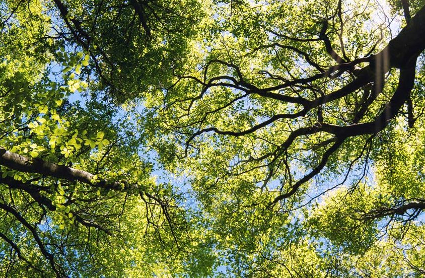 La Giornata della foresta pluviale e PORCELANOSA ECO